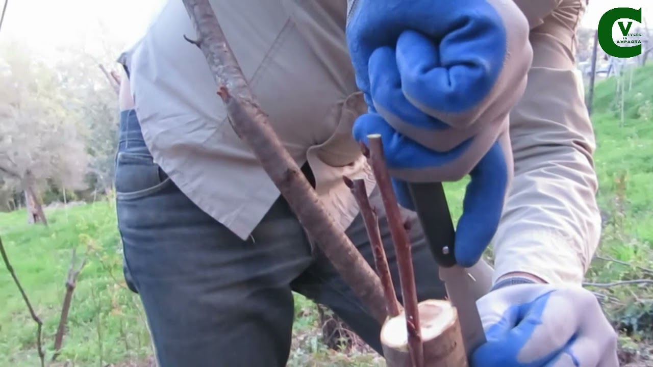 Innesto a triangolo - Vivere in campagna con Carmine Salituro