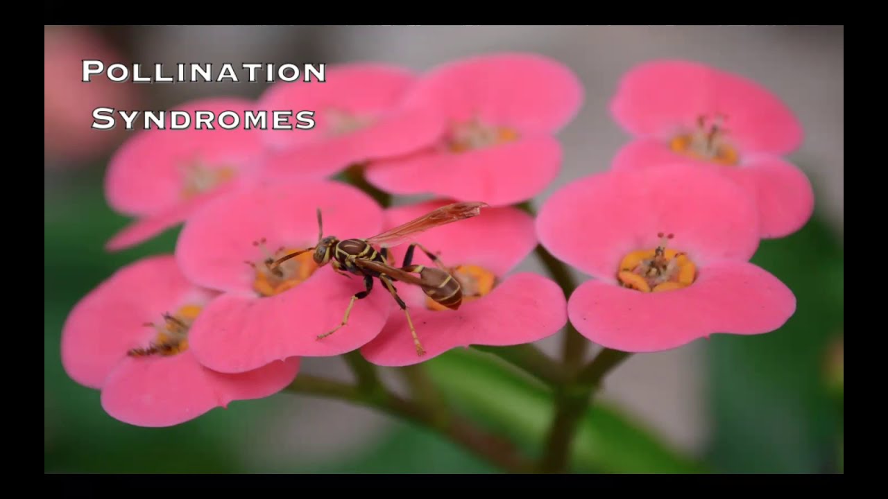 The Euphorbiaceae Family