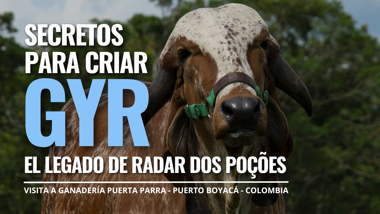 EL LEGADO DE RADAR DOS POÇOES, TORO GYR ÉLITE 🎖️