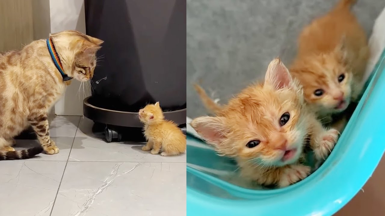 Маленькая оранжевая кошка, которую мы нашли на складе, превратила нас в маму.