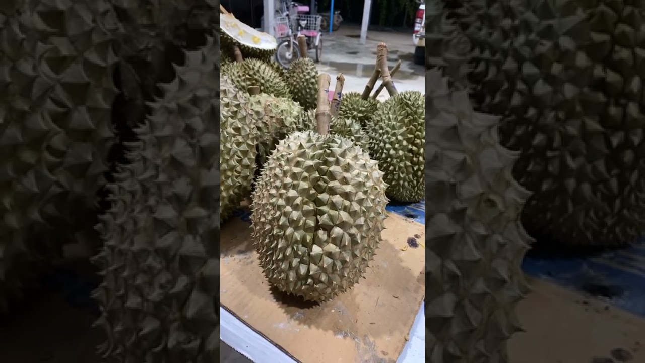 มีแต่ทุเรียนเนื้อเยอะ รสชาติสุดยอด | ลุงหมูป้าตุ้ยพันธุ์ไม้