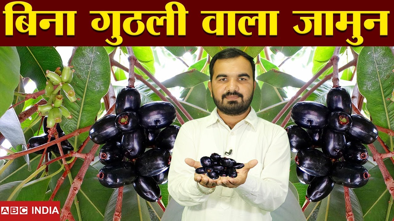 बिना गुठली वाला जामुन | Seedless Jamun | Bina guthali wala jamun | best jamun variety 