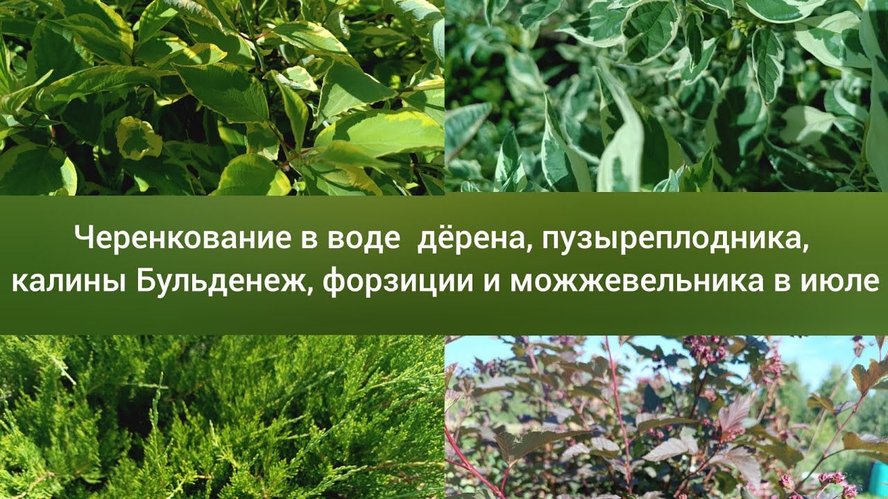 Черенкование в воде Пузыреплодника, Дёрена, Калины Бульденеж, Форзиции