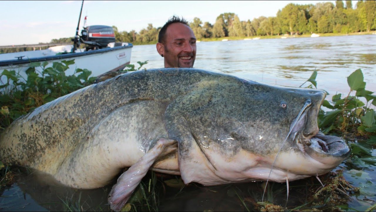Catfish Over 250 lbs on Spinning Fishing by Yuri Grisendi