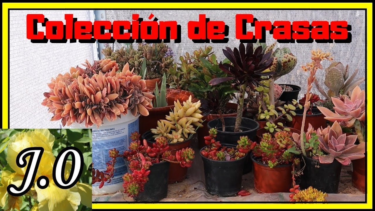 🌵 Colección de suculentas [22 especies + NOMBRES] 🌞🌵 (PARTE 1)
