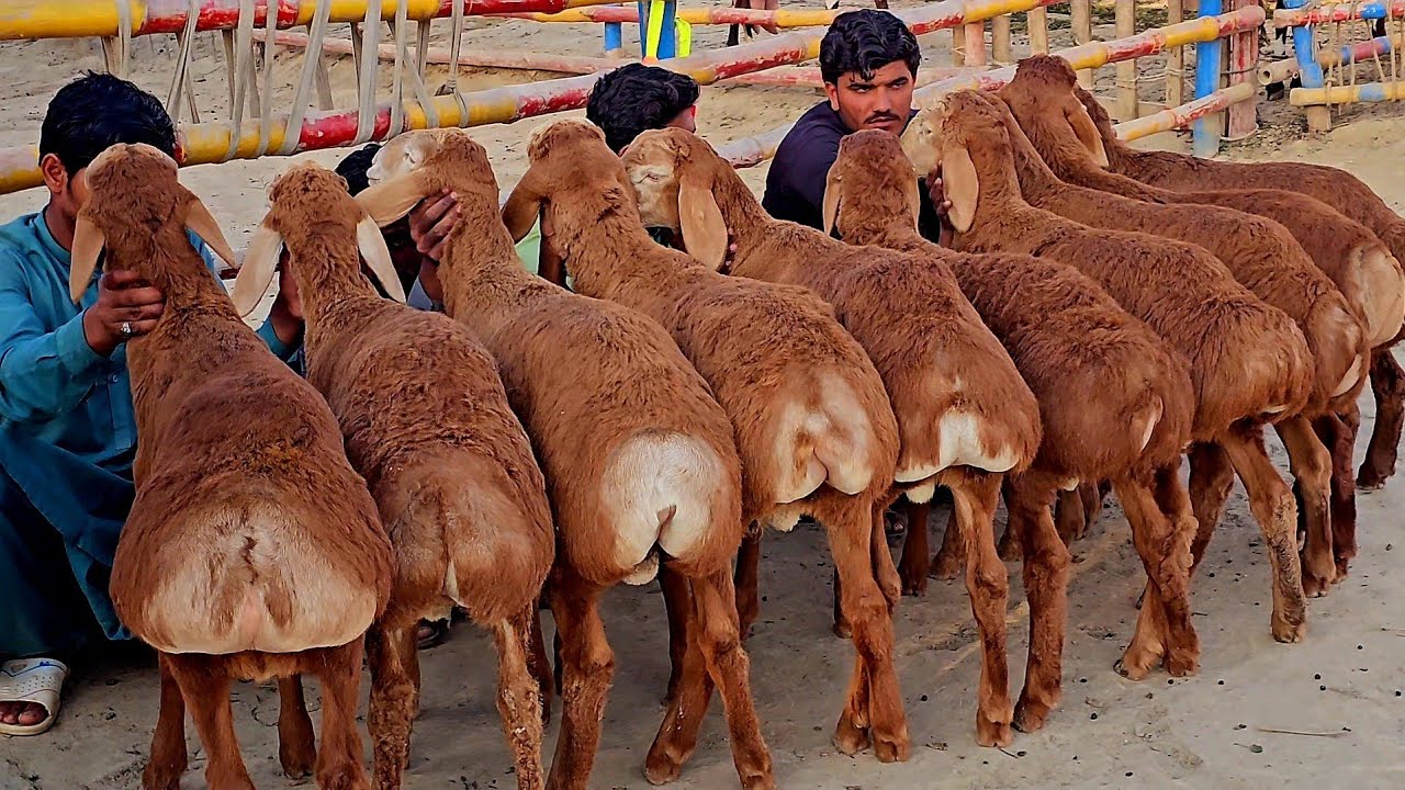 Today Video Update Pure Turkey Dumba Farming Pakistan | 24:1:2026 Latest Video Farhan Goat Farm 