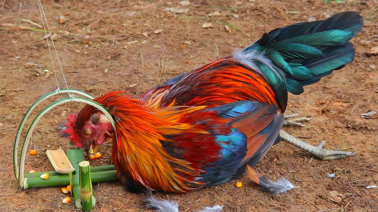 make wild chicken trap in forest for catching wild chicken