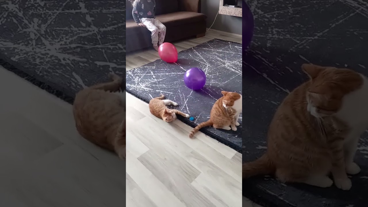 Kediyle balon patlamaca oyunu#kedivideolari #kedi #cat#funny#shorts 