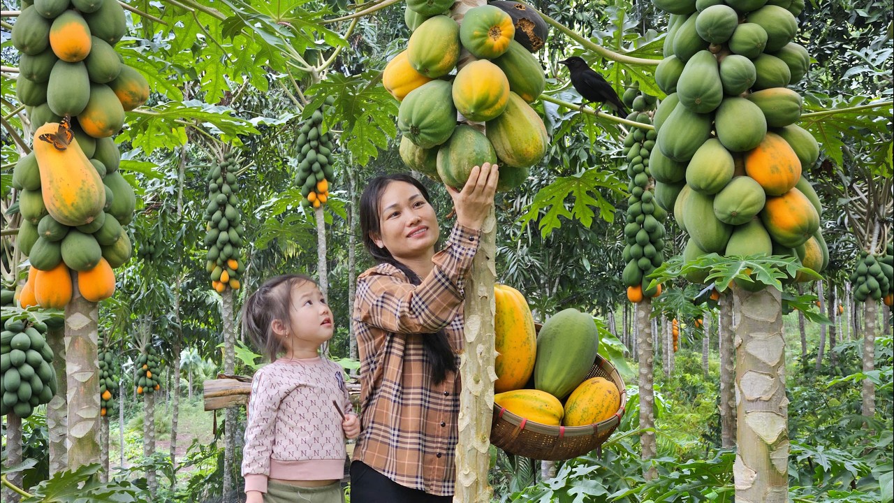 We Harvested TONS of Papayas&hellip; Then Made & Sold Papaya Salad!