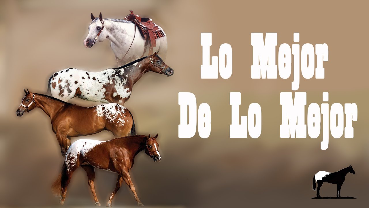 Los Mejores Sementales Appaloosa 