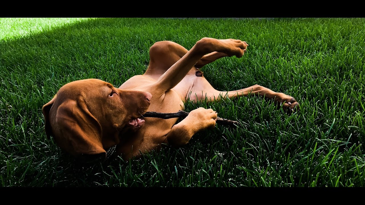 A Day In The Life of a Vizsla | Vlog 67