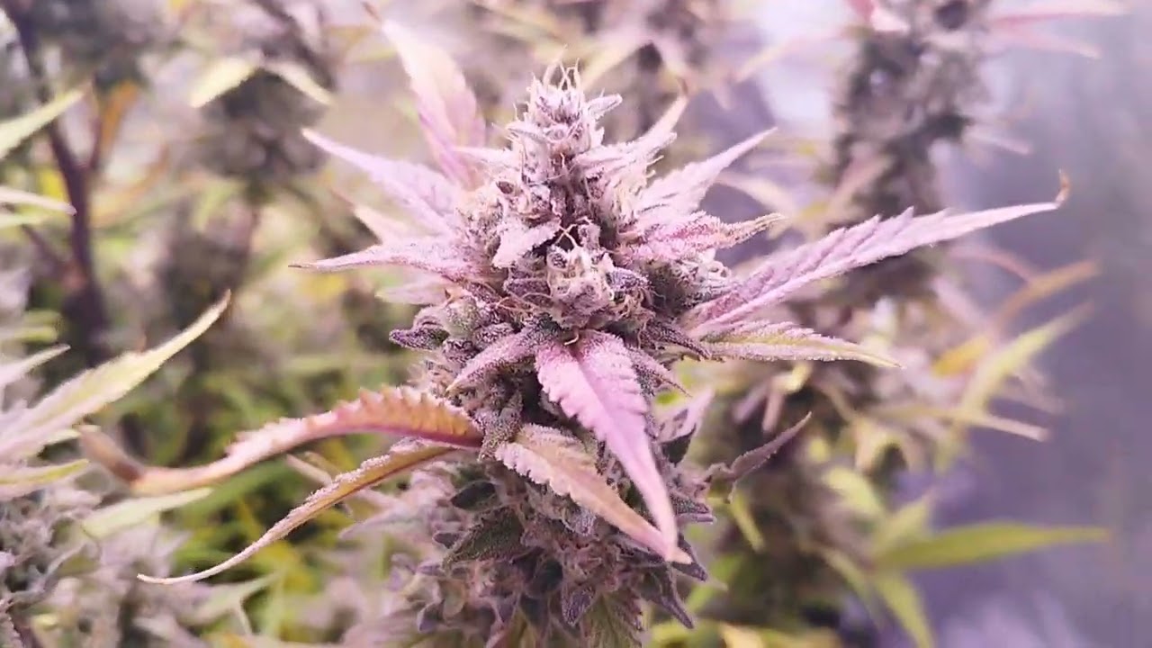 Gorilla Cookies Auto Fast Buds 420