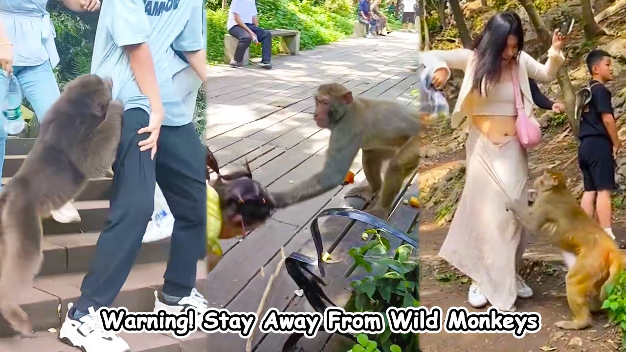 Warning! Stay away from wild monkeys because they are extremely aggressive and dangerous
