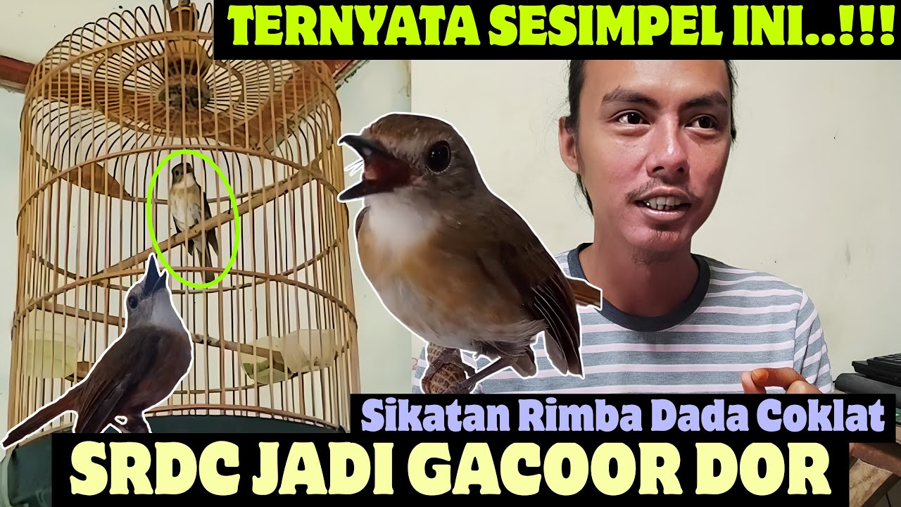 TERNYATA SESIMPEL INI KOK ⁉️ BIKIN BURUNG SRDC JADI GACOR DOR || Tips SRDC Agar Cepat Gacor