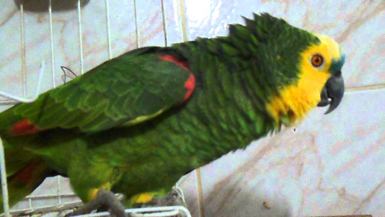 Papagaio imitando a policia