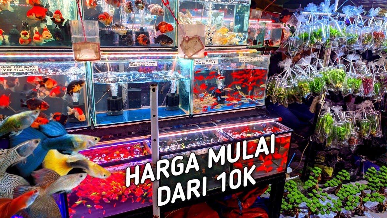 REVIEW IKAN HIAS PAKET HEMAT. DAN TANAMAN AIR TAWAR. IKAN WARNA WARNI.