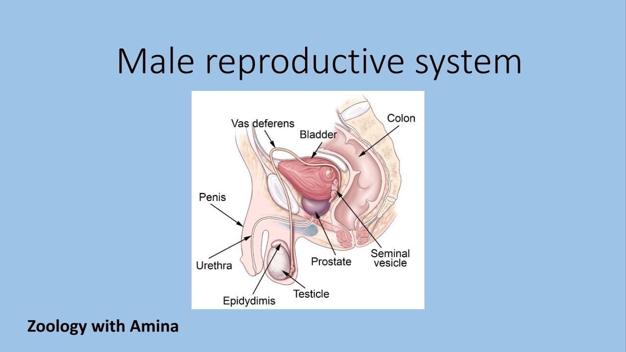 Human male reproductive system | Reproduction in man