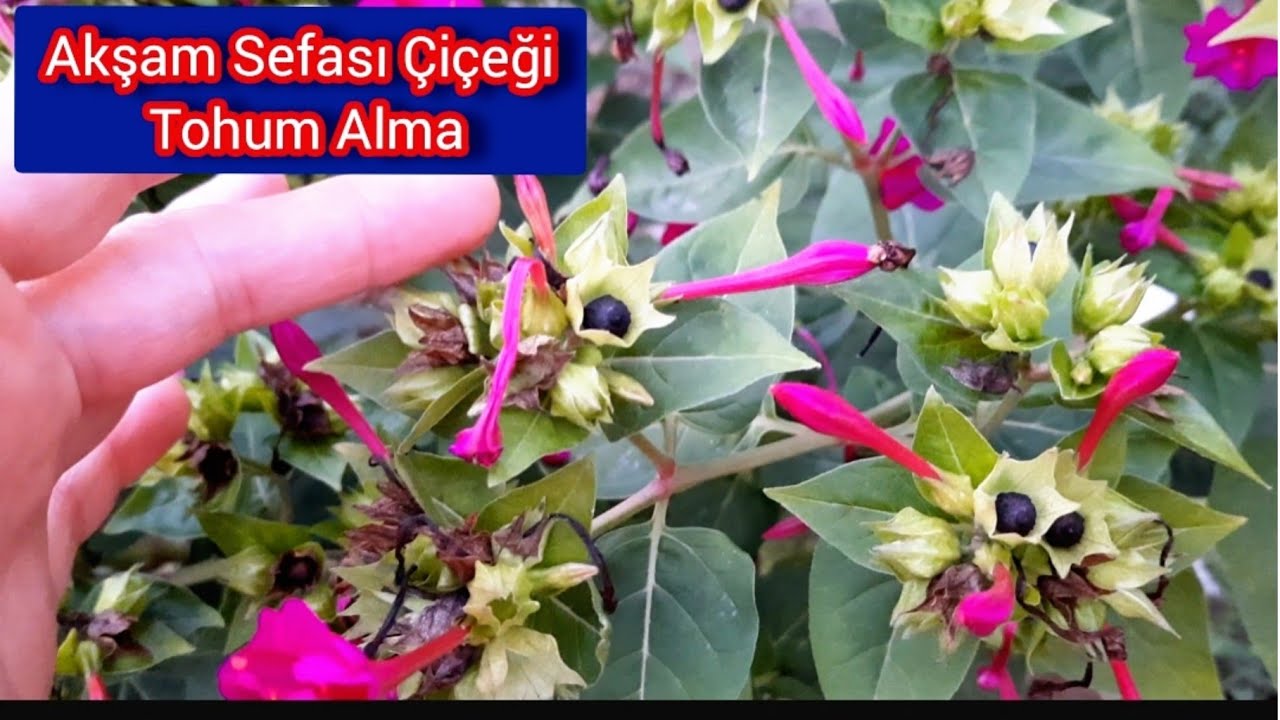 Akşam Sefası Çiçeğinin Tohumlarını Topladım.
