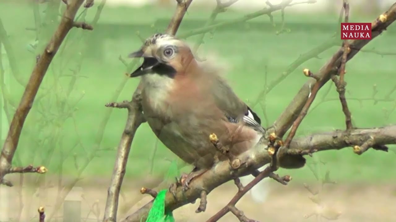 S&oacute;jka (Garrulus glandarius)