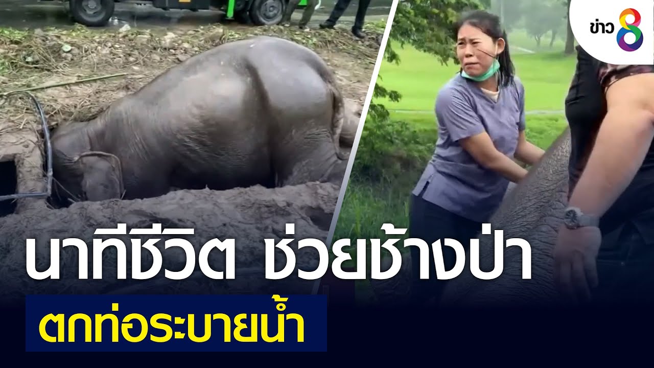 นาทีชีวิต ช่วยแม่ลูกช้างป่า ตกท่อระบายน้ำ | คุยข่าวเย็นช่อง8 | 13 ก.ค. 2565