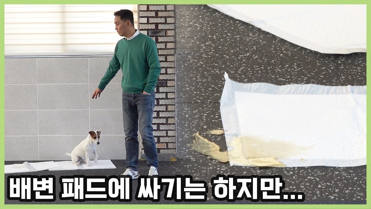 카페트나 발판 이불에도 대소변을 할 때 훈련 방법을 알려 드립니다.