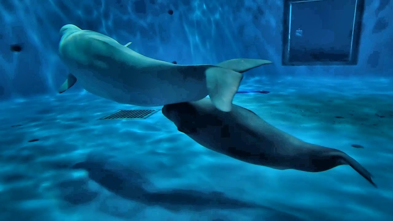 【アンナ親子】シロイルカの赤ちゃん授乳中　　島根県立しまね海洋館 アクアス　2024/12/1 高い山に雪が積もってましたが昼間の道路は普通でした
