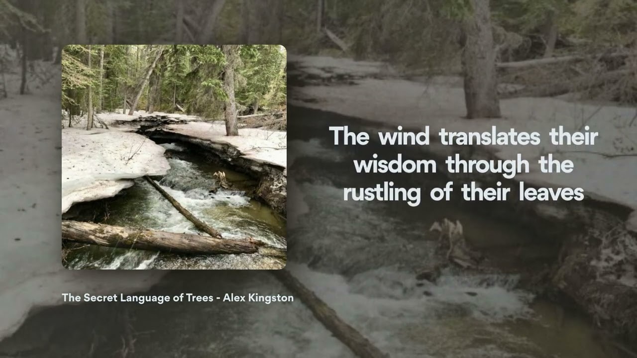 The Secret Language of Trees (Official Lyric Video)