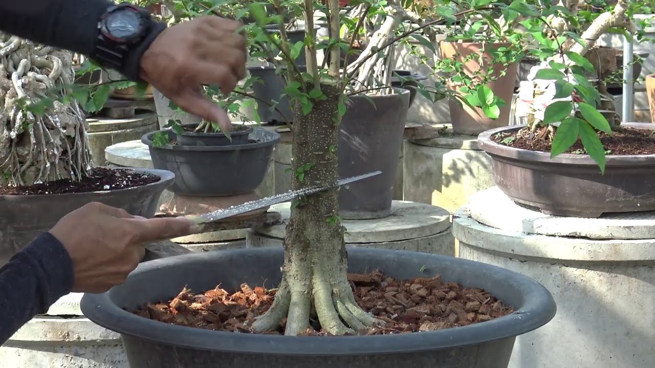 มาราธอนงานเขียง ภาค1 บอนไซต้นโมค Cutting to make branches, part 1
