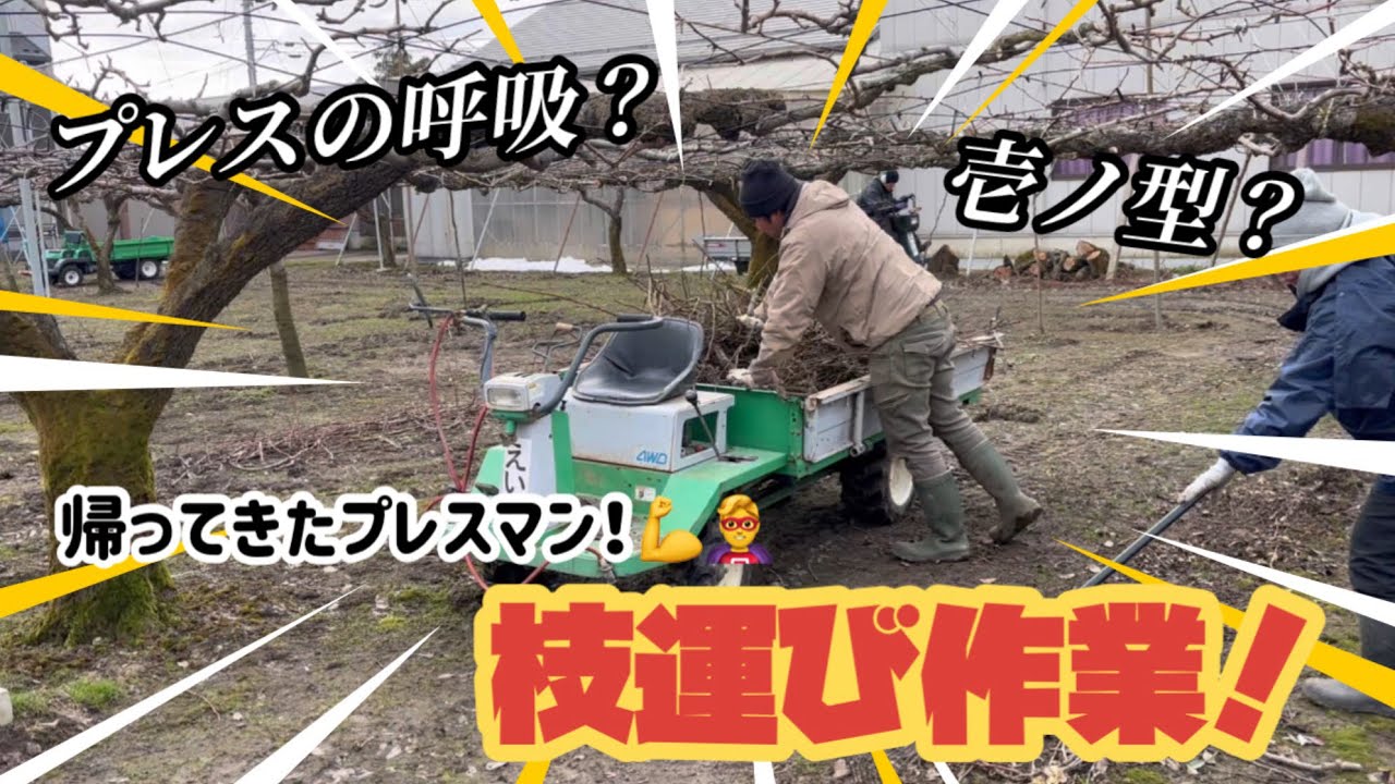 【果樹】帰ってきたプレスマン！枝運び作業！【盈科】