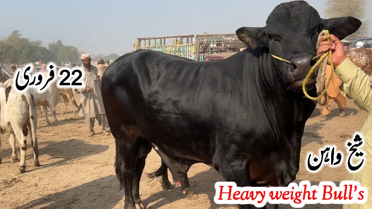 First Mandi Of Ramzan Heavy weight Bull's|22/02/2026|