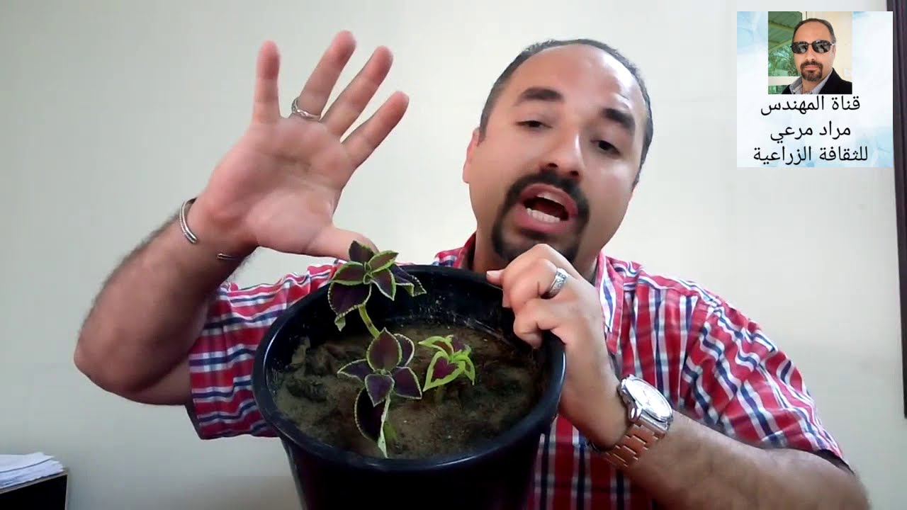 سجادة / كوليس نبات جميل الالوان طرق تكاثر وعناية به Coleus حلقة 170