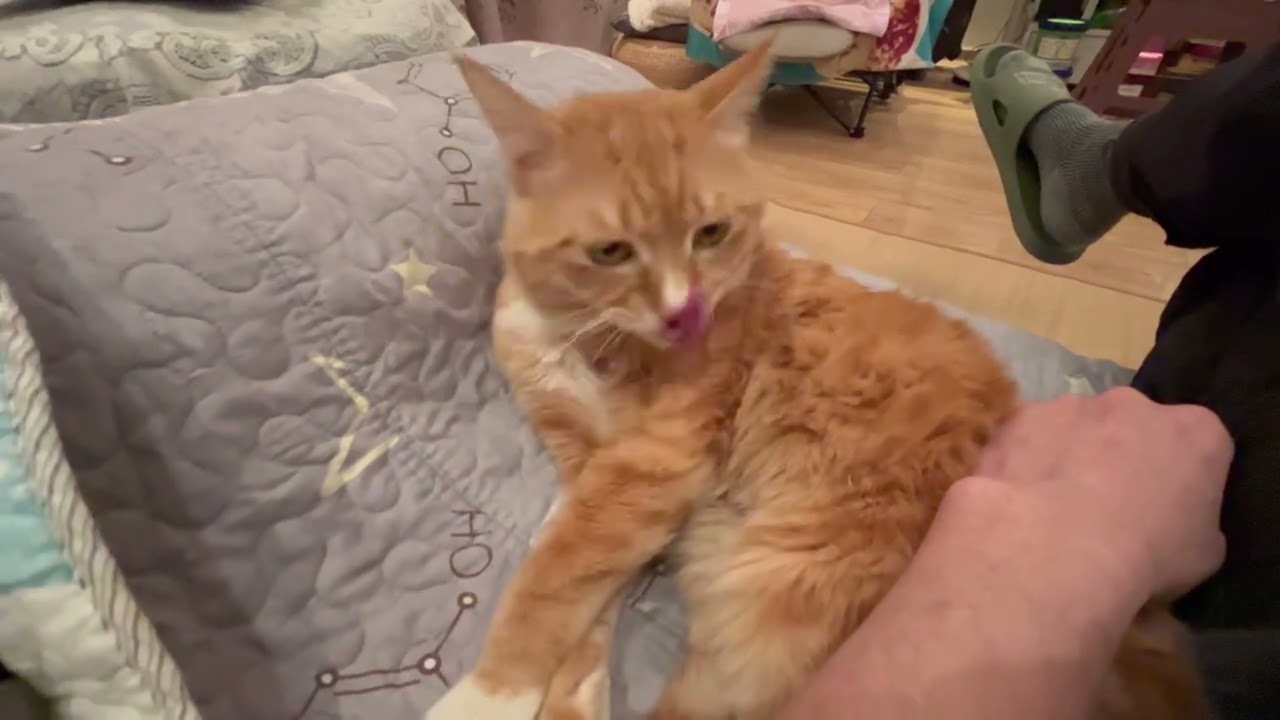 悠然自在陪伴你的橘猫