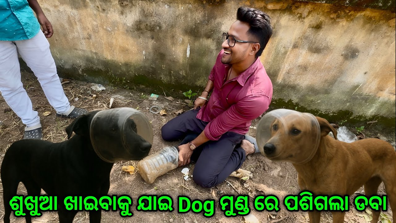 ଶୁଖୁଆ ଖାଇବାକୁ ଯାଇ ମୁଣ୍ଡ ପଶିଗଲା ଡବାରେ ,ବିଚରା Dog ର ବହୁତ କଷ୍ଟ ରେ ବାହାରିଲା ଡବା😭😢