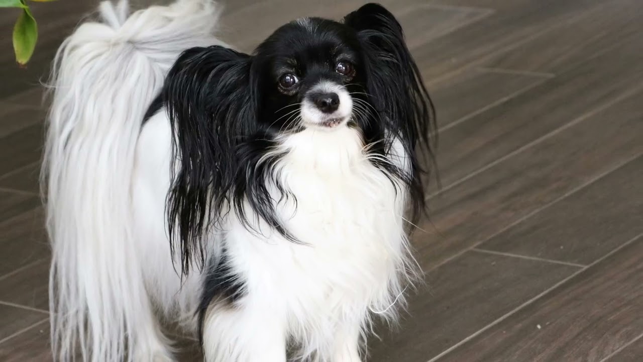 Pixel: A Heart Too Full of Love