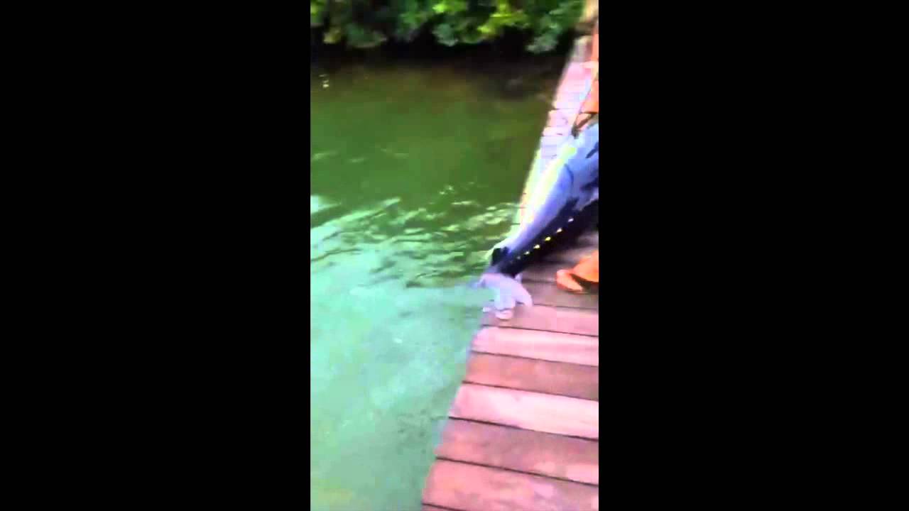 100 Pound tuna free gaffed off dock in islamorada