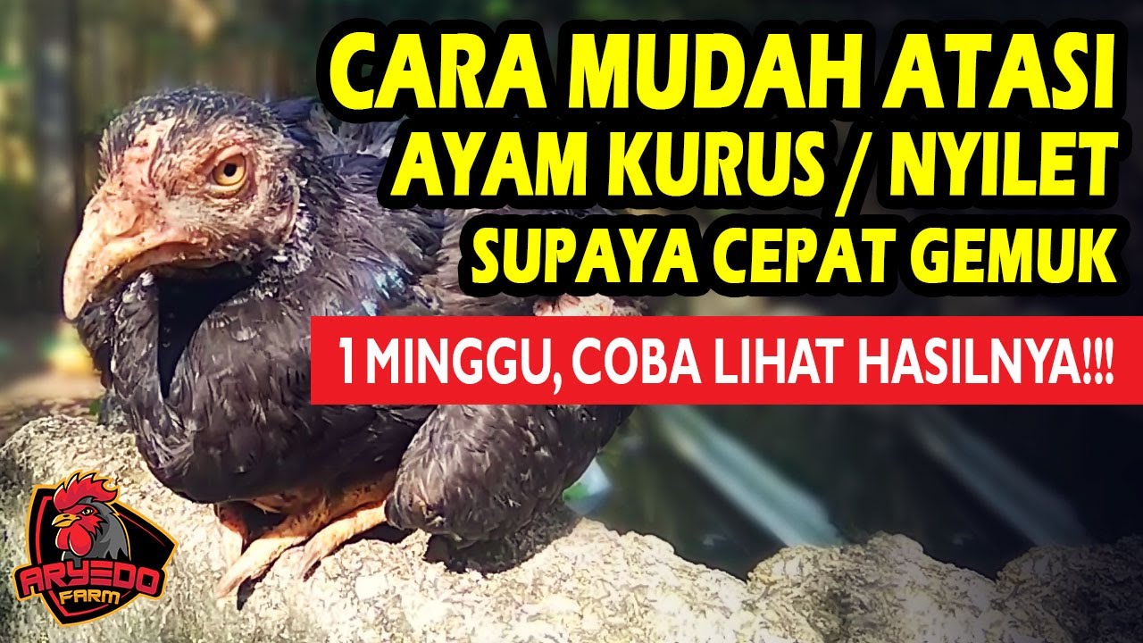 Dengan Cara Ini, AYAM KURUS / NYILET Bisa CEPAT GEMUK