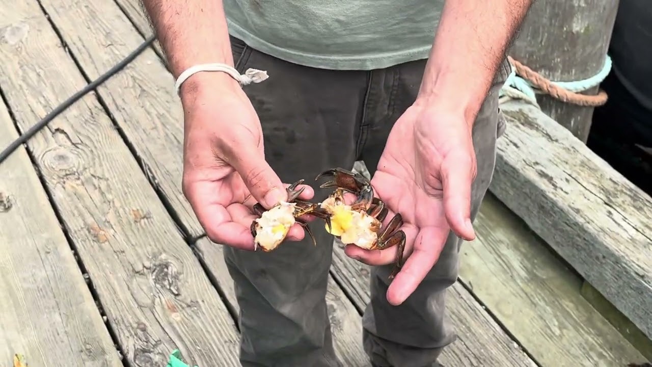 Island chef discusses how to eat green crabs