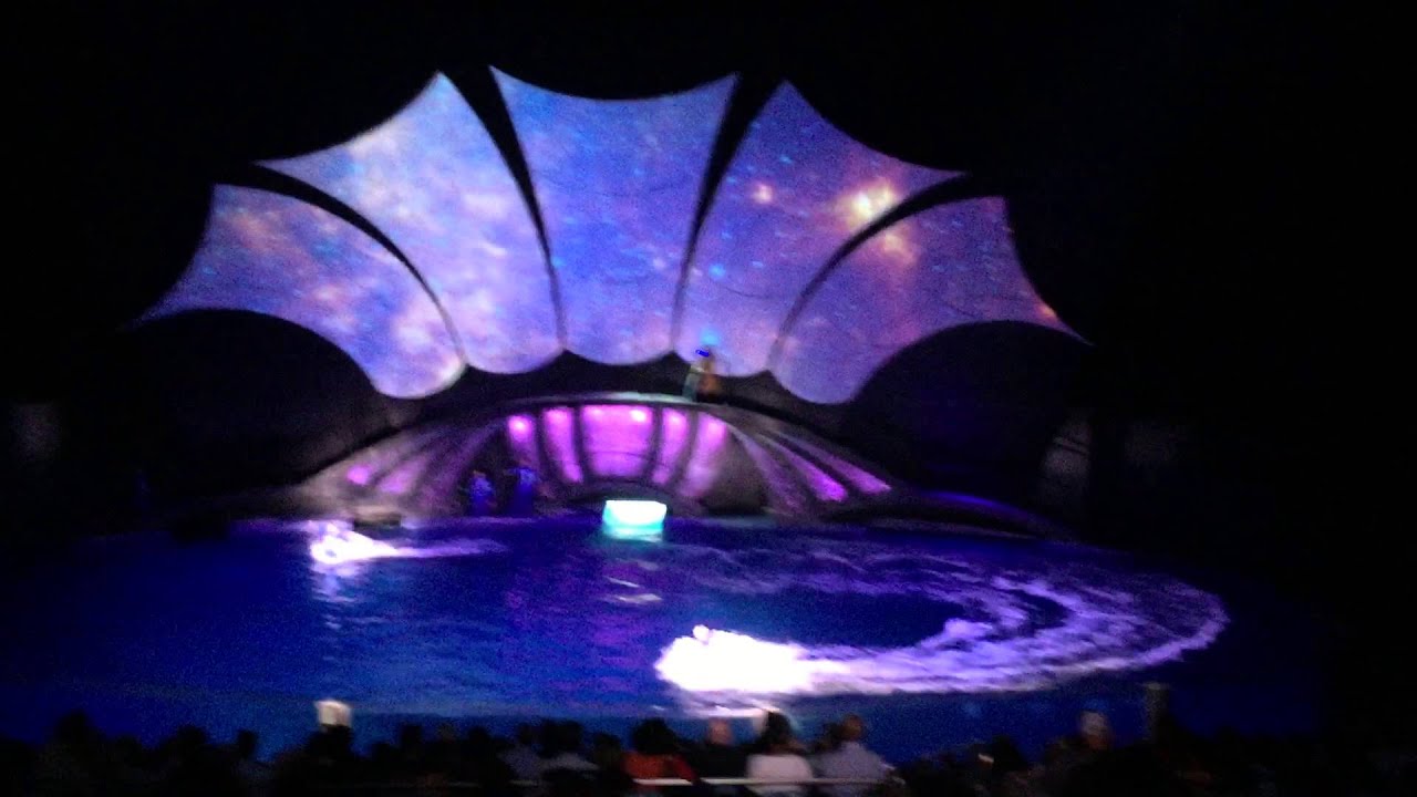Georgia aquarium, dolphin tales show