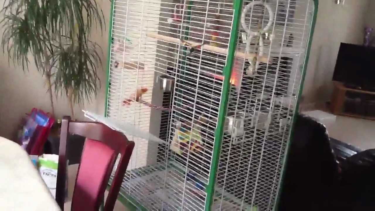 Budgie Updated Cage Tour and Organisation