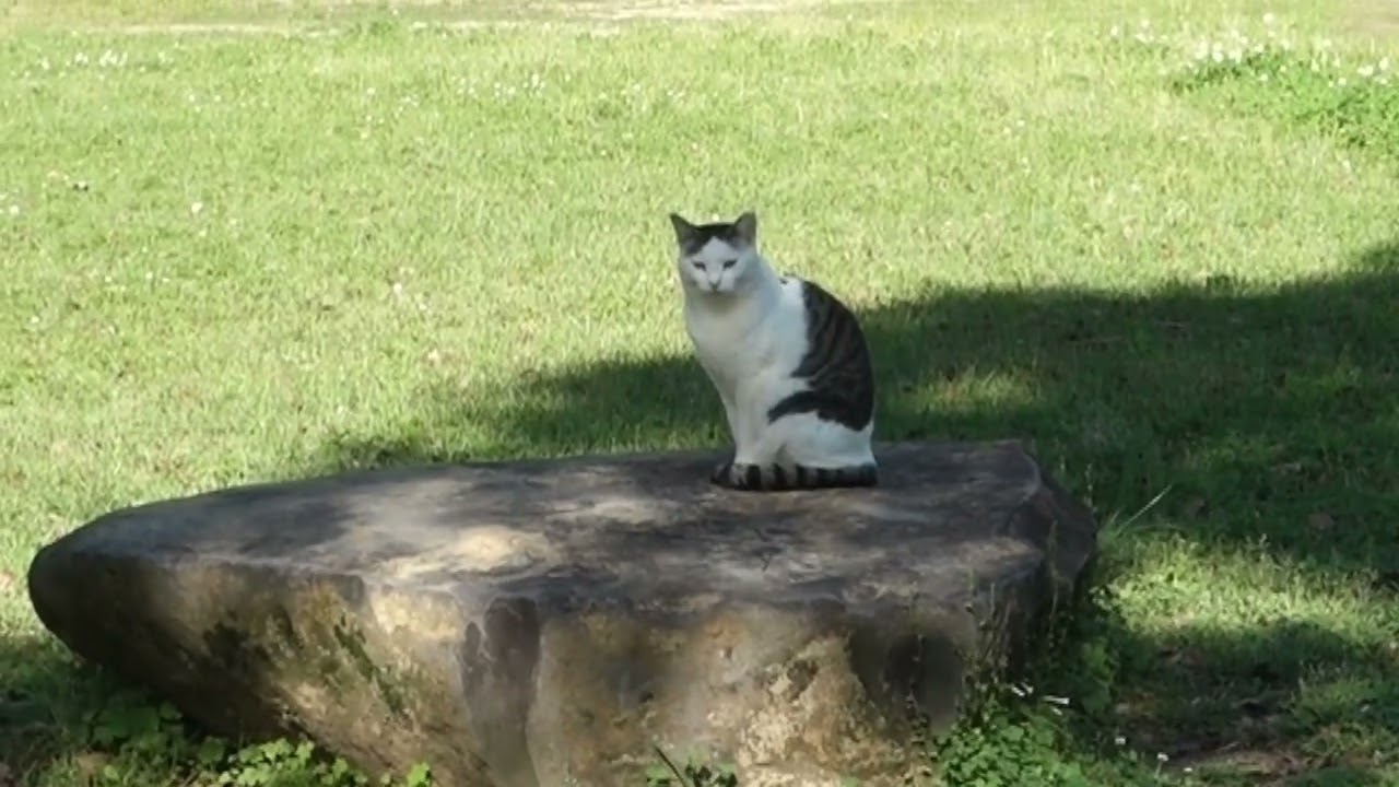 【Cat Video】 meowmeow Happy #cat  #cats  #cute
