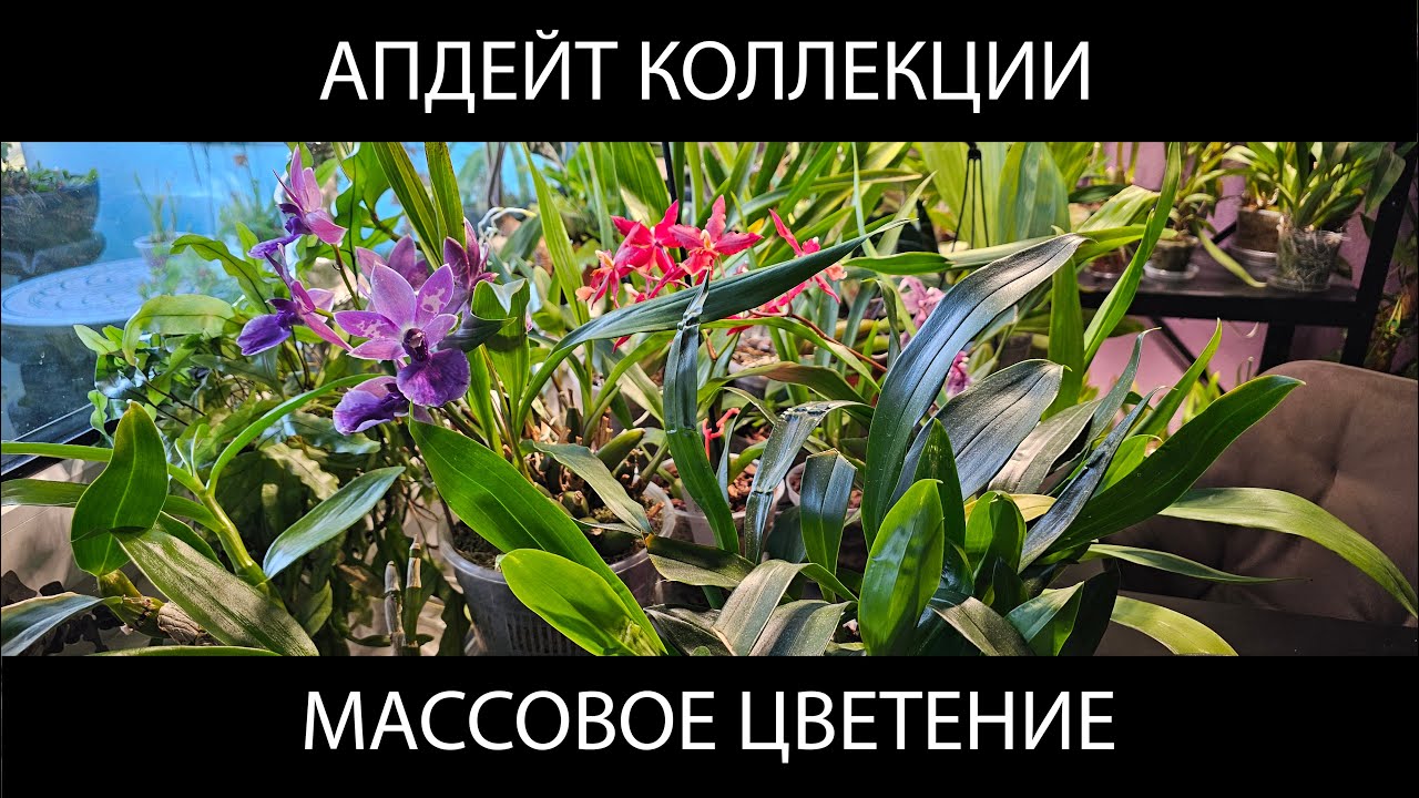Орхидеи сошли с ума - цветы и росты одновременно!