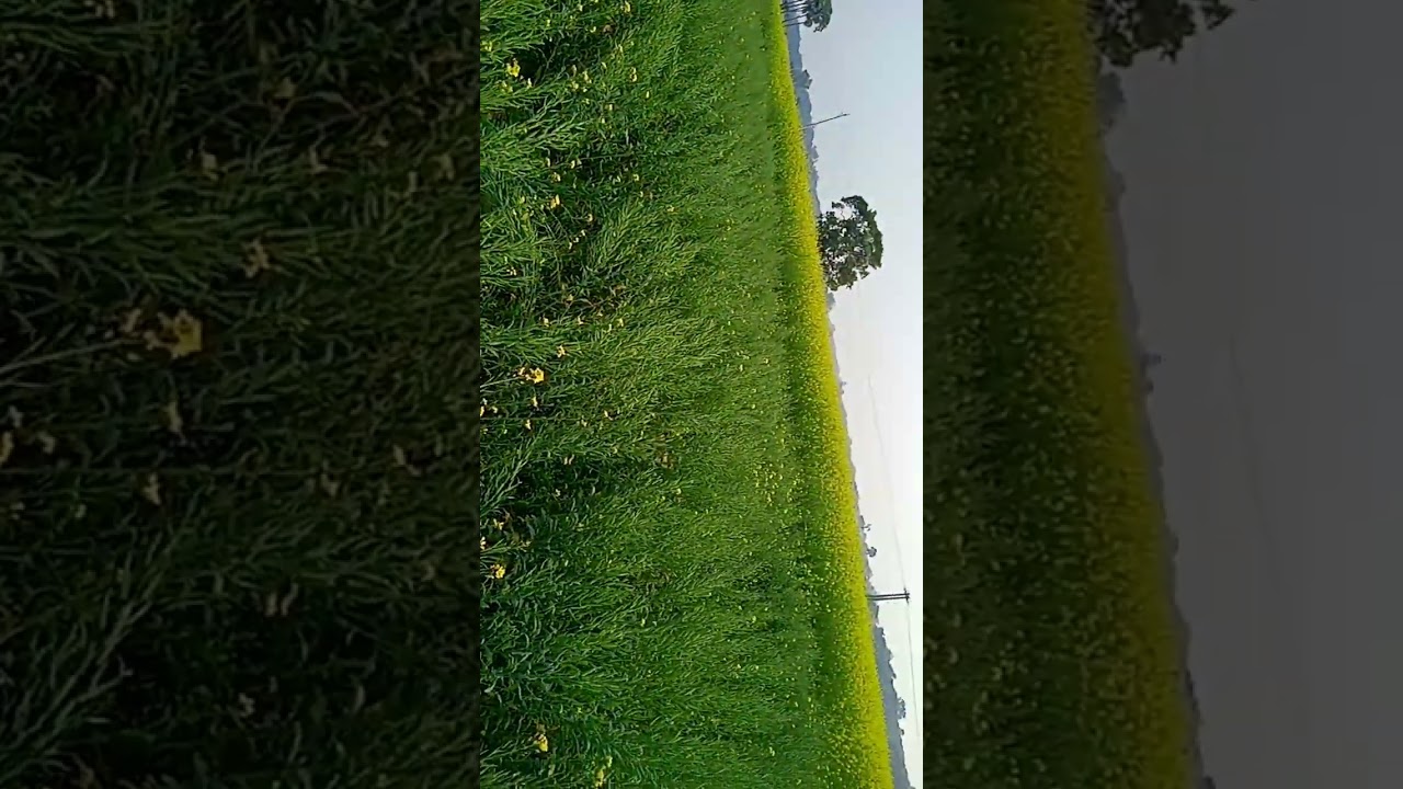 winter season in bihar @lovebyneeraj