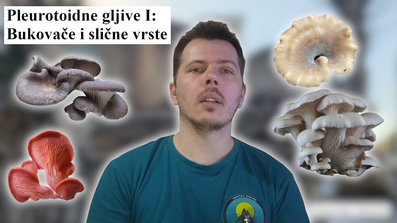 25 Bukovače i njima slične vrste I deo (jestive i otrovne gljive)