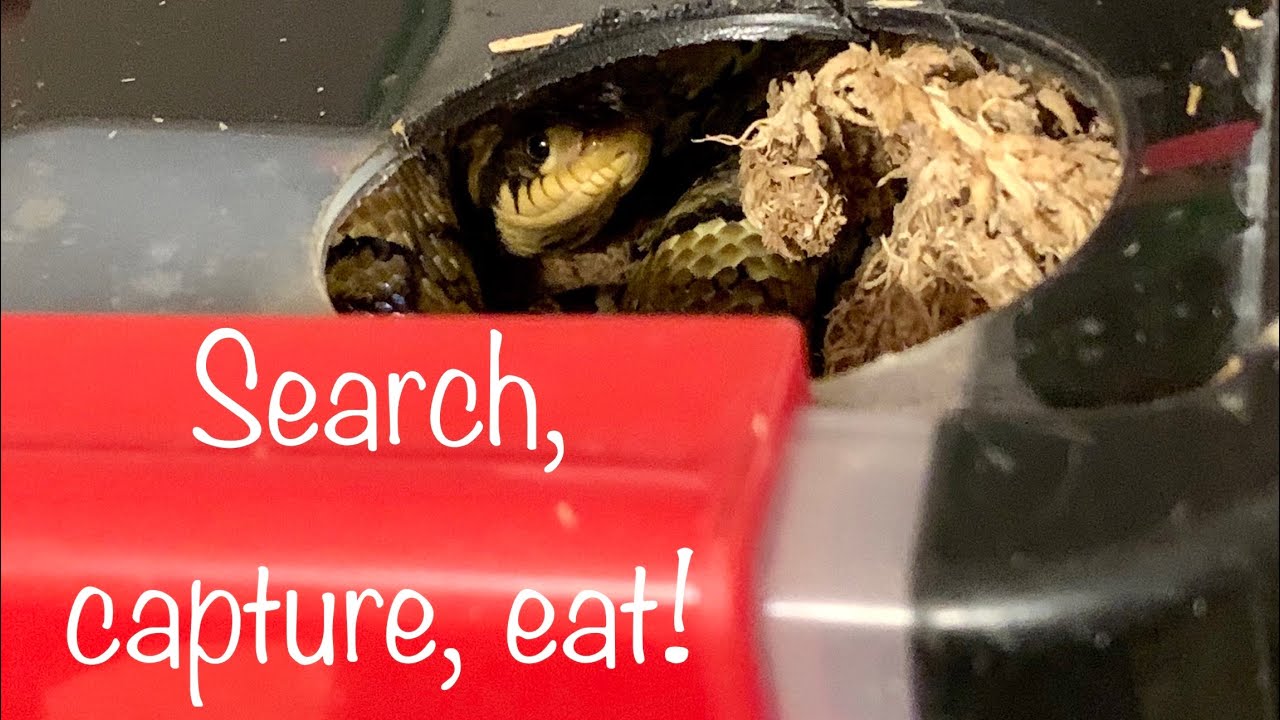 False Water Cobra: targeting, hunting, body language (Hydrodynastes gigas)