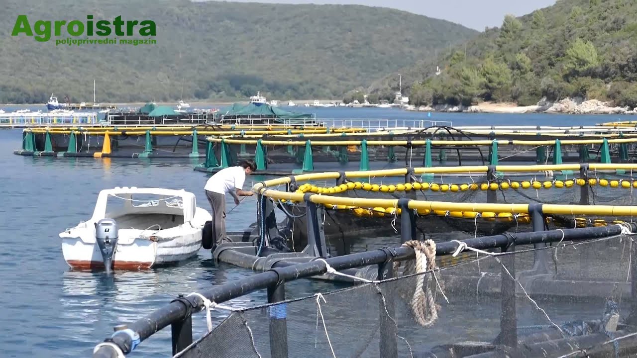 AGROISTRA Uzgajalište Budava