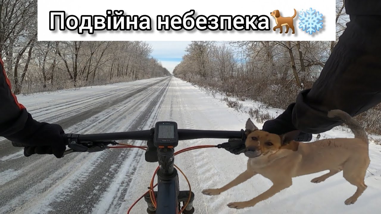 Слизота та неочікувані собаки..