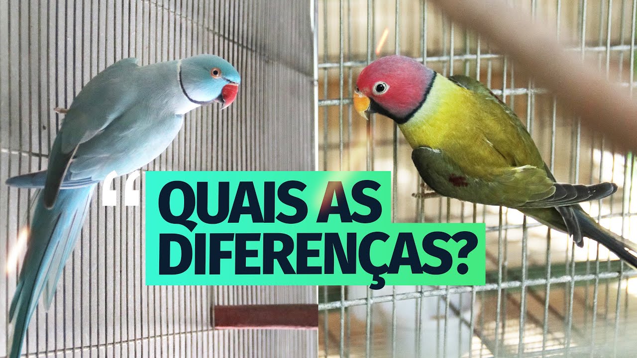 RING NECK VERSUS CABEÇA DE AMEIXA
