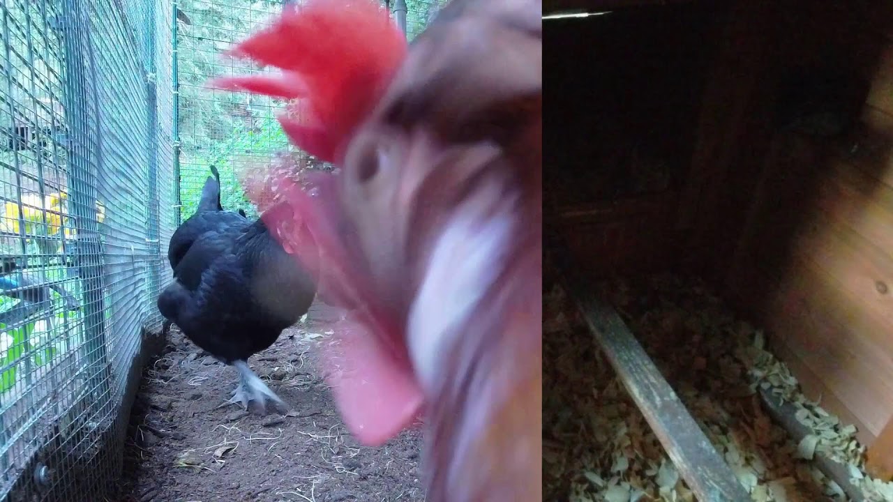 🐔 Live Chicken Coop Cam | Peaceful Backyard Flock