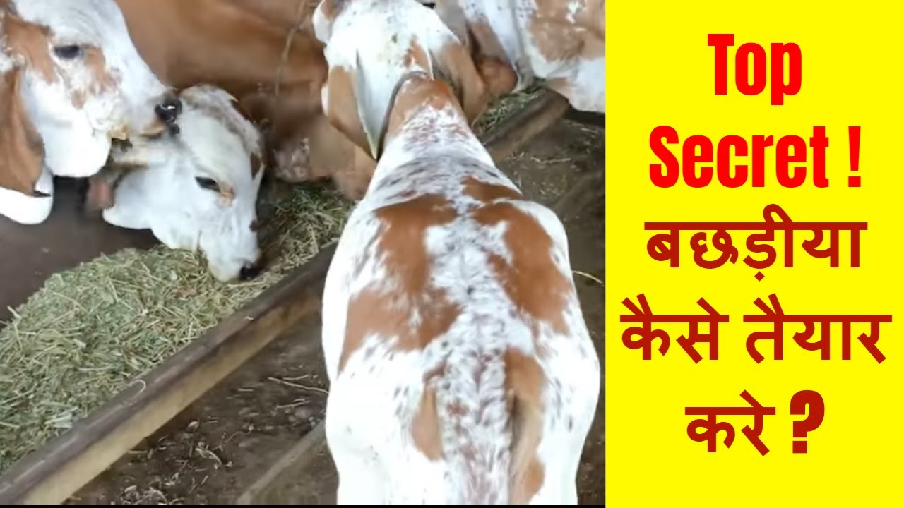 गाय की बछड़ी एवं बछड़ो का शारीरिक विकास कैसे करे | Gir Calf Care and Growth