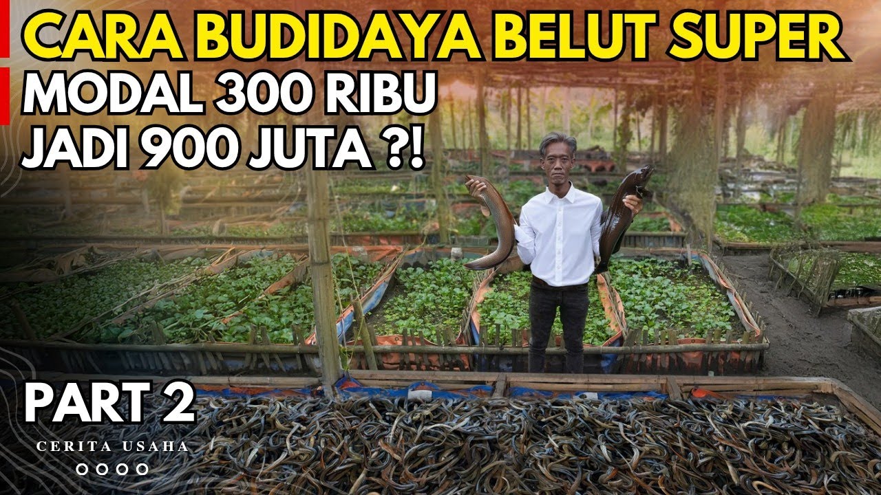 CARA MUDAH MEMBUAT MEDIA BUDIDAYA BELUT KANG WARDI DARI MODAL 300 RIBU SEKARANG 1 TON 1 MINGGU